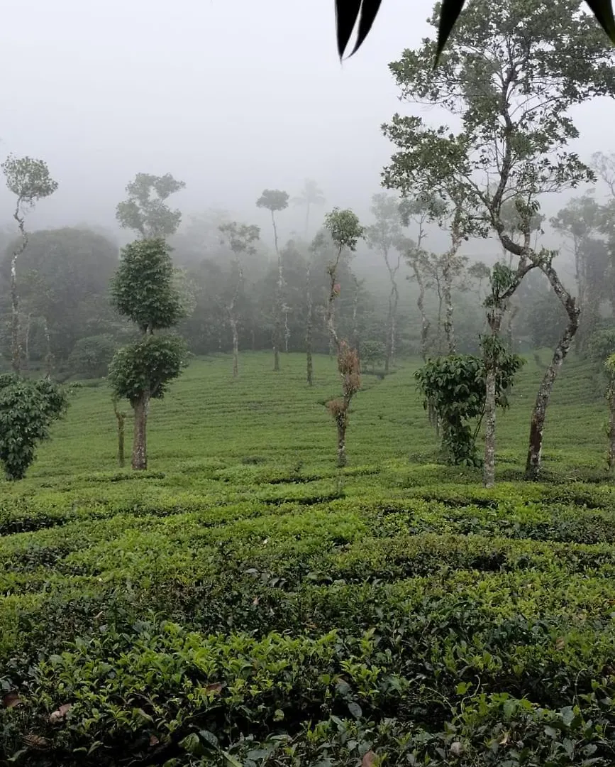 Maverick Holidays Inn Family Villa 3 Vagamon